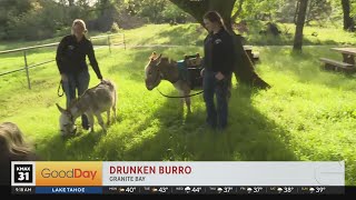 Drunken Burro [upl. by Herzel]