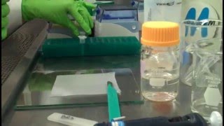 In Gel Digestion Video Part 1 [upl. by Assilat740]