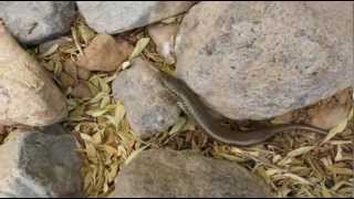 Chalcides polylepis [upl. by Melissa]