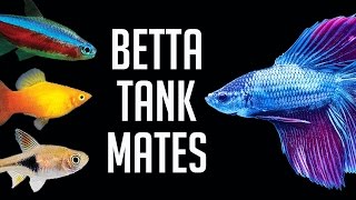 Compatible Tank Mates for Betta Fish [upl. by Feetal]