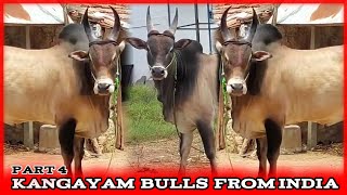 Heavy Size Kangayam Bulls  Tamil Nadu  From India  Animals Studio  AS  Part 4 [upl. by Aliab]