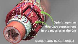 Opioid antidiarrheal medications Loperamide and diphenoxylate [upl. by Prud63]