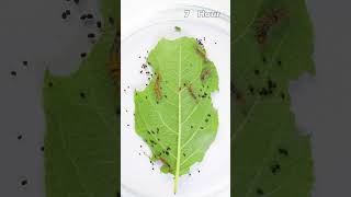 Caterpillars eat a whole leaf II greentimelapse gtl timelapse [upl. by Brodench]