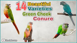 Top Green Cheek Conure Parrot Varieties  Green cheek Conure Mutations  Types of Green Cheek Conure [upl. by Reteid]