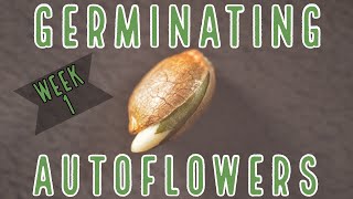 Week 1 How To Germinate Autoflowers [upl. by Burgess]