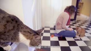 FELIWAY Friends TV Advert [upl. by Eddie]