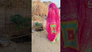 Banasa Thari Yaad Aave Song Rajasthani Vairal shorts rajasthanistyle explore video popularsong [upl. by Padriac]