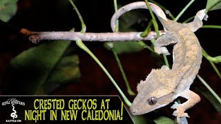 CRESTED GECKOS LEACHIES and other reptiles AT NIGHT New Caledonia 2018 [upl. by Mirabelle]