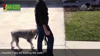 Standard Schnauzer  Dog Training of Fort Myers  Patrick Logue [upl. by Anne626]