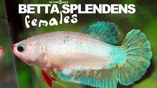 Hochzucht Betta Splendens Weibchen [upl. by Idac]