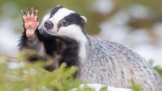 Badger sounds and photos🦡🦡 [upl. by Whitelaw]