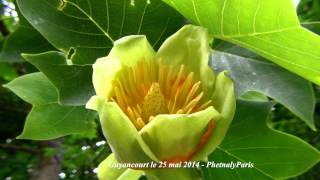 Tulipier de Virginie Liriodendron tulipifera [upl. by Barri]