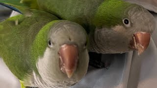 Amazing Quaker Parrots Talking to Each Other and Singing Together [upl. by Iand]