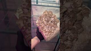 Hen of the Woods Indoor Cultivation  How to Grow Maitake Mushroom shorts [upl. by Cleve852]