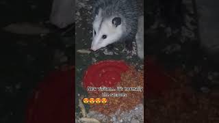 newfriends possum animals cute cuteanimal wildlife wildanimals toocute [upl. by Brockwell]