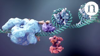 CRISPR Gene editing and beyond [upl. by Pfosi]