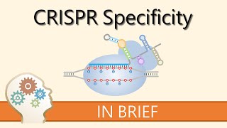 HOW TO IMPROVE CRISPR SPECIFICITY  GENE EDITING EXPLAINED [upl. by Thomsen]