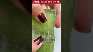 ✨ Cómo Preparar y Conservar Gel de Aloe Vera en Casa 🌿 aloevera [upl. by Hylan]