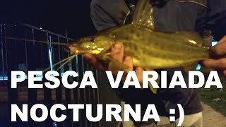 Pesca variada y Cachorro de Surubí en pequeño Arroyo PESCA URBANA Street Fishing [upl. by Shelby]