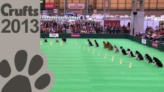 Obedience Dog Championships  Day 3  Stay Tests  Crufts 2013 [upl. by Aihseym210]