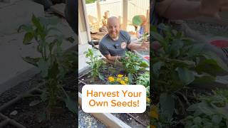 How to Save Your Seeds For Next Year marigold seeds garden [upl. by Darahs562]