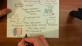 The Vascular Endothelial Growth Factor Part 1 [upl. by Dnar721]