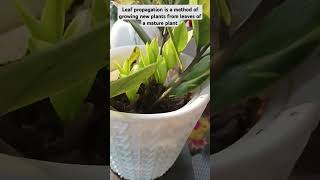 Leaf propagation method propagation [upl. by Willy953]