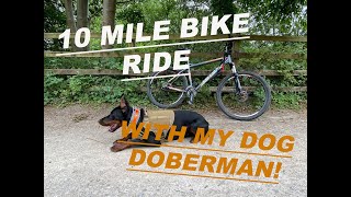 10 MILE BIKE RIDE WITH MY EUROPEAN DOBERMAN  EXERCISE  WORKING DOG [upl. by Refinej]