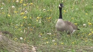 Waukesha County community ready to gas geese [upl. by Nyluqcaj702]