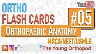 Ortho Flash Cards  Orthopaedic Anatomy 05  NEET PG  USMLE  MRCS  The Young Orthopod [upl. by Jessika162]