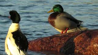 Goosander and Mallard activities and interaction on the rock and on water [upl. by Liarret]