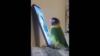 The Great Parrot RollOff TikTok Edition [upl. by Elleirad]