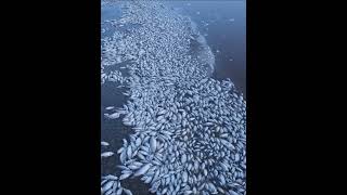 Se seca completamente la Laguna de Bustillos en Chihuahua mueren miles de peces [upl. by Ahsenek64]