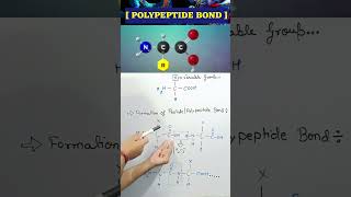 What is Peptide Bond lpeptide peptides aminoacidos protein biology neet aminoacid bonds bio [upl. by Aamsa]