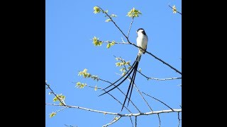 Call of the Pintailed Whydah  Filmed by Greg Morgan [upl. by Ancel]