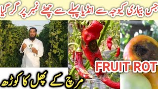 Chilli anthracnose disease Chilli fruits rot How to control chilli diseases IR FARM hindiurdu [upl. by Kcirded87]