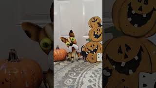 Nobbel 11 thriller michaeljackson bobblehead music pumpkin [upl. by Royce]