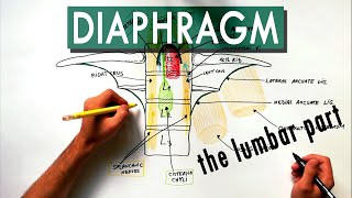 Diaphragm  The lumbar part  Anatomy Tutorial [upl. by Ardella]