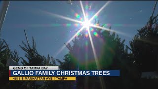 Pick out your Christmas tree at this familyowned Gem of Tampa Bay [upl. by Merrilee696]