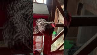 Barred Rock chickens homesteading [upl. by Reine]