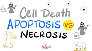 Apoptosis vs Necrosis  Cell Death  Pathology Series [upl. by Jeane]