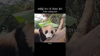 머윗잎 쓴 후이와 거부하는 루이 Twins wearing hats 푸바오 판다 힐링 동물 귀여운 사랑스러운 fubao panda cute [upl. by Siro313]