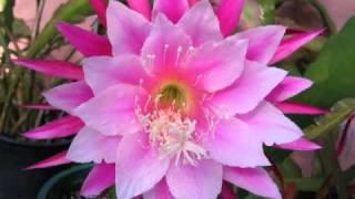 Orchid cactus epiphyllum hybrids变种曇花 [upl. by Danyette566]