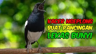 terapi pagi kacer ngeplong gacor jeda dijamin bikin kacer bahan lekas bunyi langsung nyaut gacor [upl. by Hsur]