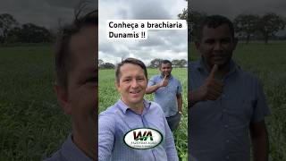 Brachiaria Dumanis aqui no Tocantins agro agronomia [upl. by Ettennil]