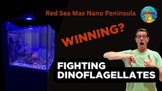 Red Sea Max Nano Peninsula How to Fight Dinoflagellates [upl. by Nedrah558]