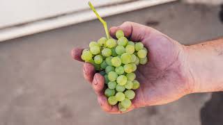 Peter Lloyd from Coriole Vineyards on fiano [upl. by Nathalie]