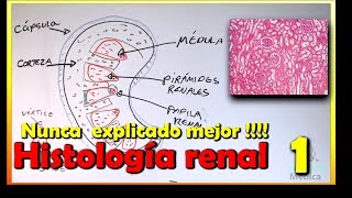 Histología de Riñón [upl. by Aicilf]