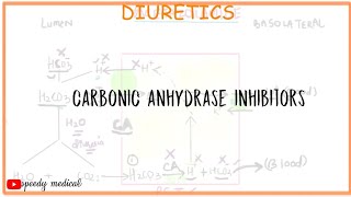 Diuretics Acetazolamide and Carbonic Anhydrase Inhibitors Pharmacology [upl. by Valorie192]