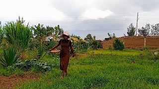 Beautiful Rainy Day in an African Village SDA COUNTRY LIVING [upl. by Salesin]